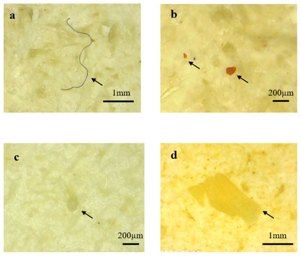 Images of different microplastic morphological types found in fish guts by using DM4 (1000x) USB digital electronic microscope.
