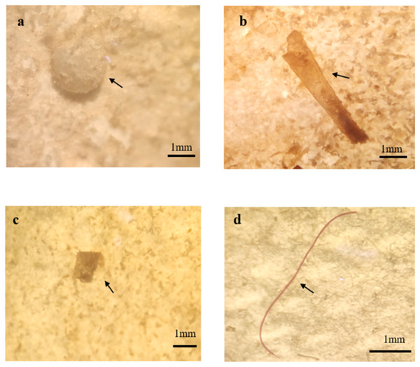 Images of different microplastic morphological types found in fish guts by using MDSI-40X dissecting stereomicroscope.