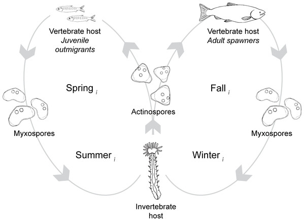 The lifecycle of Ceratonova shasta alternates between two spore stages and two hosts, cycling through each phase during different seasons of the year.