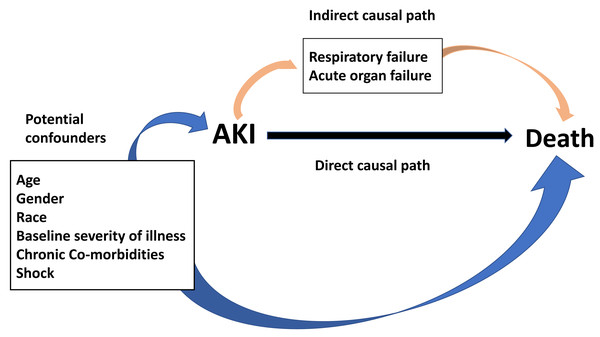 Direct acyclic graph for the relationship between AKI and death.