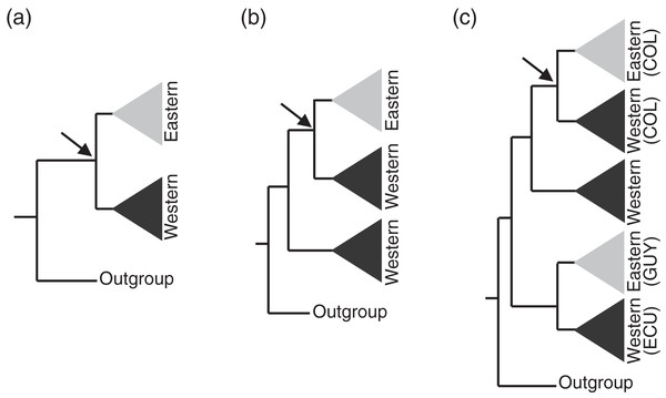 Assumptions of the comparative phylogeographic analysis in msBayes using hABC (see Methods) required sub-sampling the Bayesian phylogenetic consensus trees.