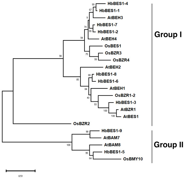 Phylogenetic relationships of the BES1 transcription factor family.