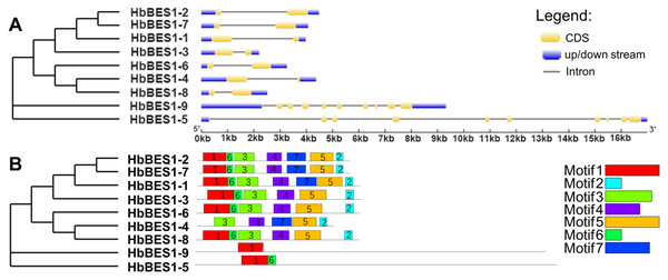 Sequence analysis of nine HbBES1 members.