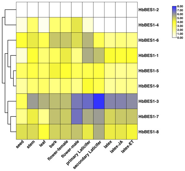 Expression profiles of HbBES1 genes in different tissues and treatments.