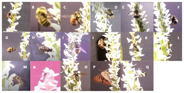 Panel of identified insects that directly interacted with orchid species.