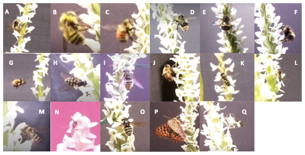 Continuous video capture, and pollinia tracking, in Platanthera  (Orchidaceae) reveal new insect visitors and potential pollinators [PeerJ]