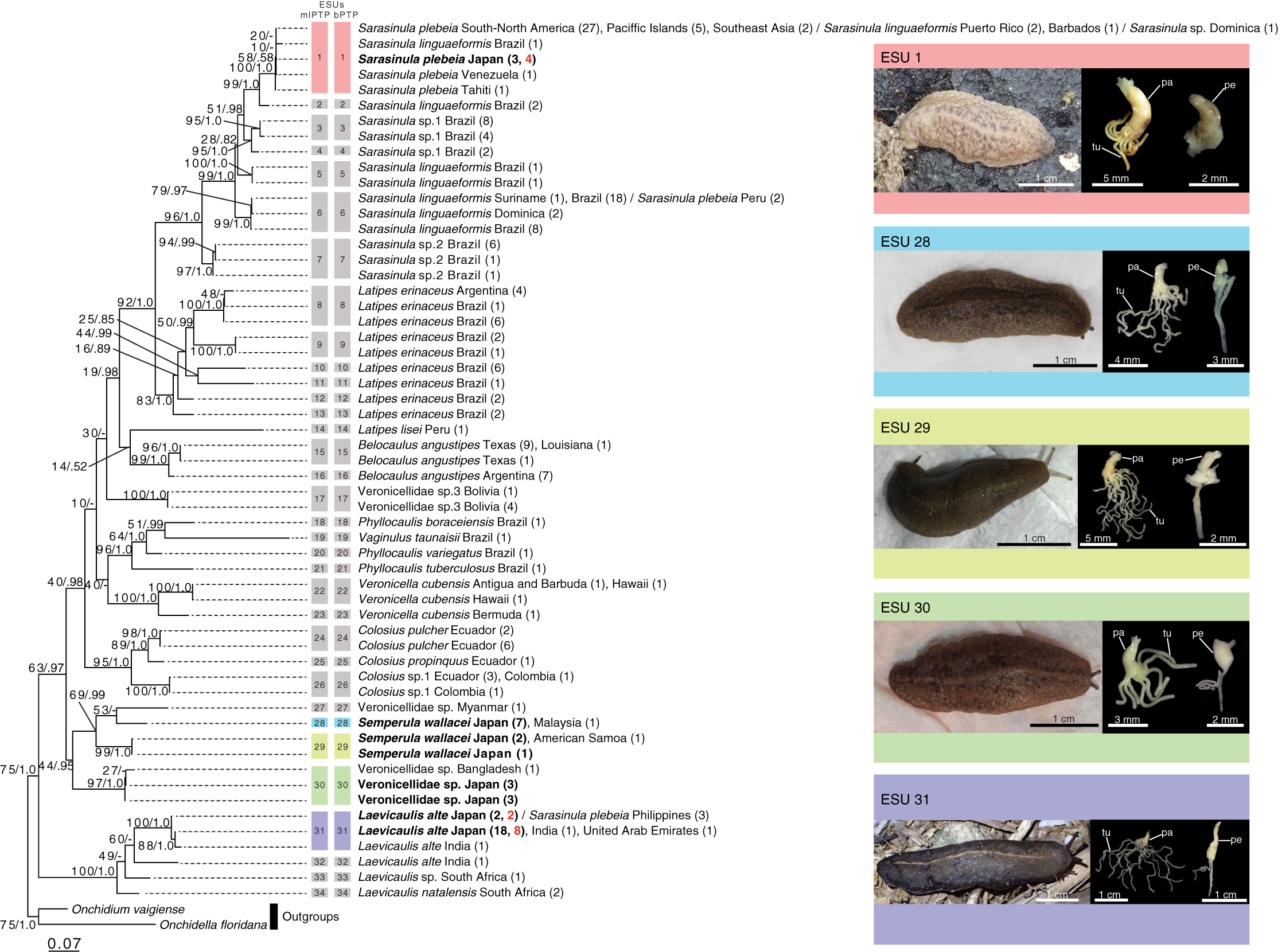 Species identification of introduced veronicellid slugs in Japan [PeerJ]