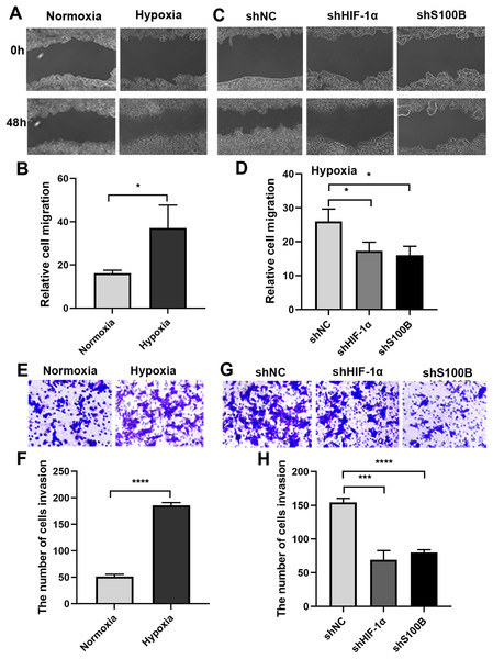 Hypoxia-induced HepG2 cell migration and invasion depend on S100B.