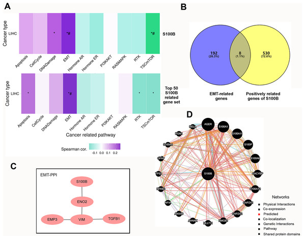 The pathways and co-expression networks of S100B-related genes in HCC.