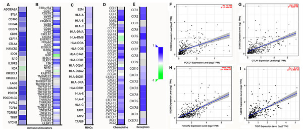 Correlation analysis of S100B expression with immunomodulators, chemokines/chemokine and immune checkpoints in HCC.