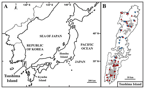 The position of Tsushima Island, Japan (A) and sampling localities on Tsushima Island (B).