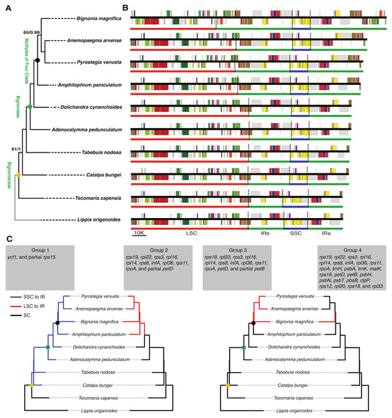 Phylogenetic relationships, and comparison of plastome structure among nine species of Bignoniaceae and Lippia origanoides.