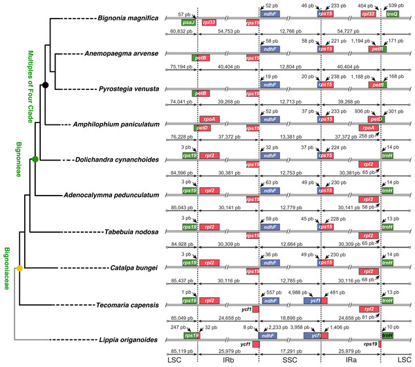 Comparisons of the large single copy (LSC), small single copy (SSC), and inverted repeated (IR) region borders among nine species of Bignoniaceae and Lippia origanoides chloroplast genomes.