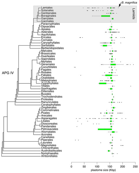 Distribution of 6,231 plastid genome sizes through the flowering plant phylogeny.