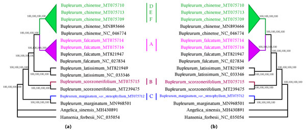 MP, ML, NJ, and BI phylogenetic trees for cultivated types and reference species of the genus Bupleurum using (A) 74 chloroplast genes and, (B) the entire chloroplast genome.