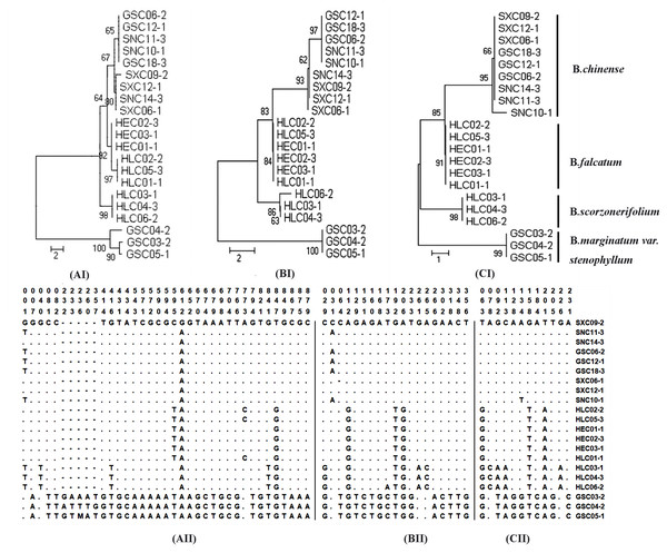 Analysis of neighbor-joining phylogenetic tree and variable sites for four cultivated species of the genus Bupleurum based on ycf4_cemA (AI, AII) psaJ_rpl33 (BI, BII), and ndhE_ndhG (CI, CII) sequences.