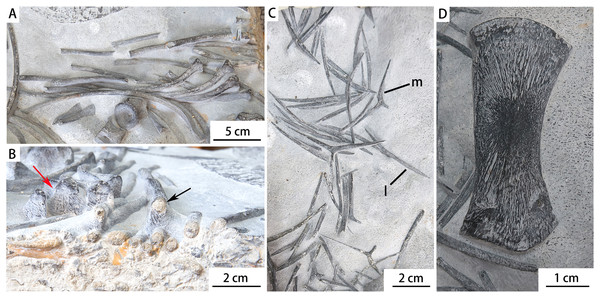 Photographs of the dorsal ribs, gastralia and limb element of Baisesaurus robustus CUGW VH107.