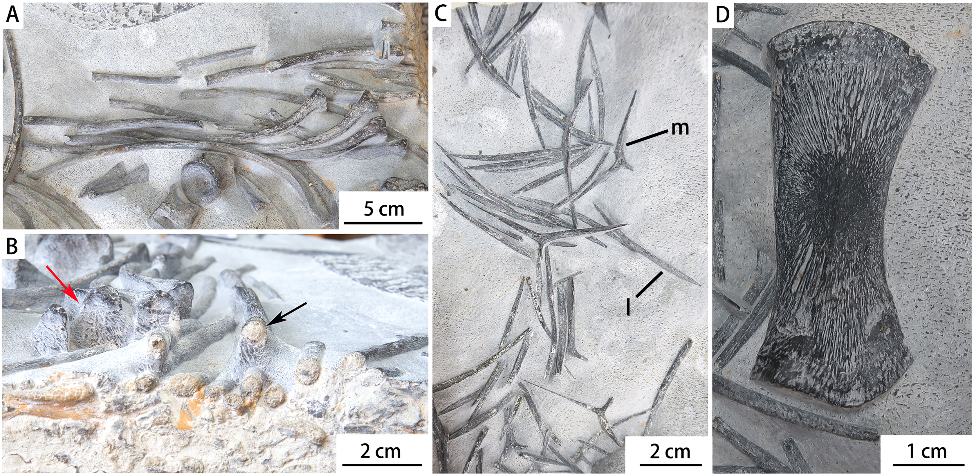 A new basal ichthyosauromorph from the Lower Triassic (Olenekian) of Zhebao, Guangxi Autonomous Region, South China [PeerJ]
