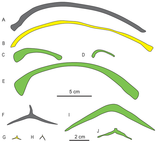 Drawings of dorsal ribs (A–E) and median gastral elements (F–J) of different marine reptiles.