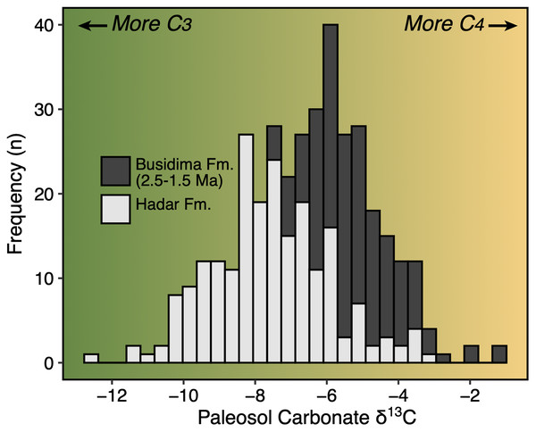 Paleovegetation change across the Hadar and Busidima formations as recorded by stable carbon isotopes of paleosol carbonates.