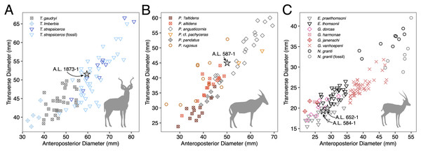 Scatterplots of horn core anteroposterior and transverse dimensions.