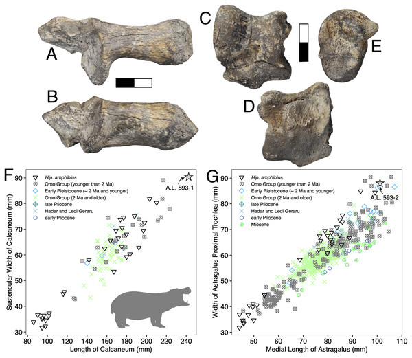 Maka’amitalu Hippopotamus cf. gorgops.