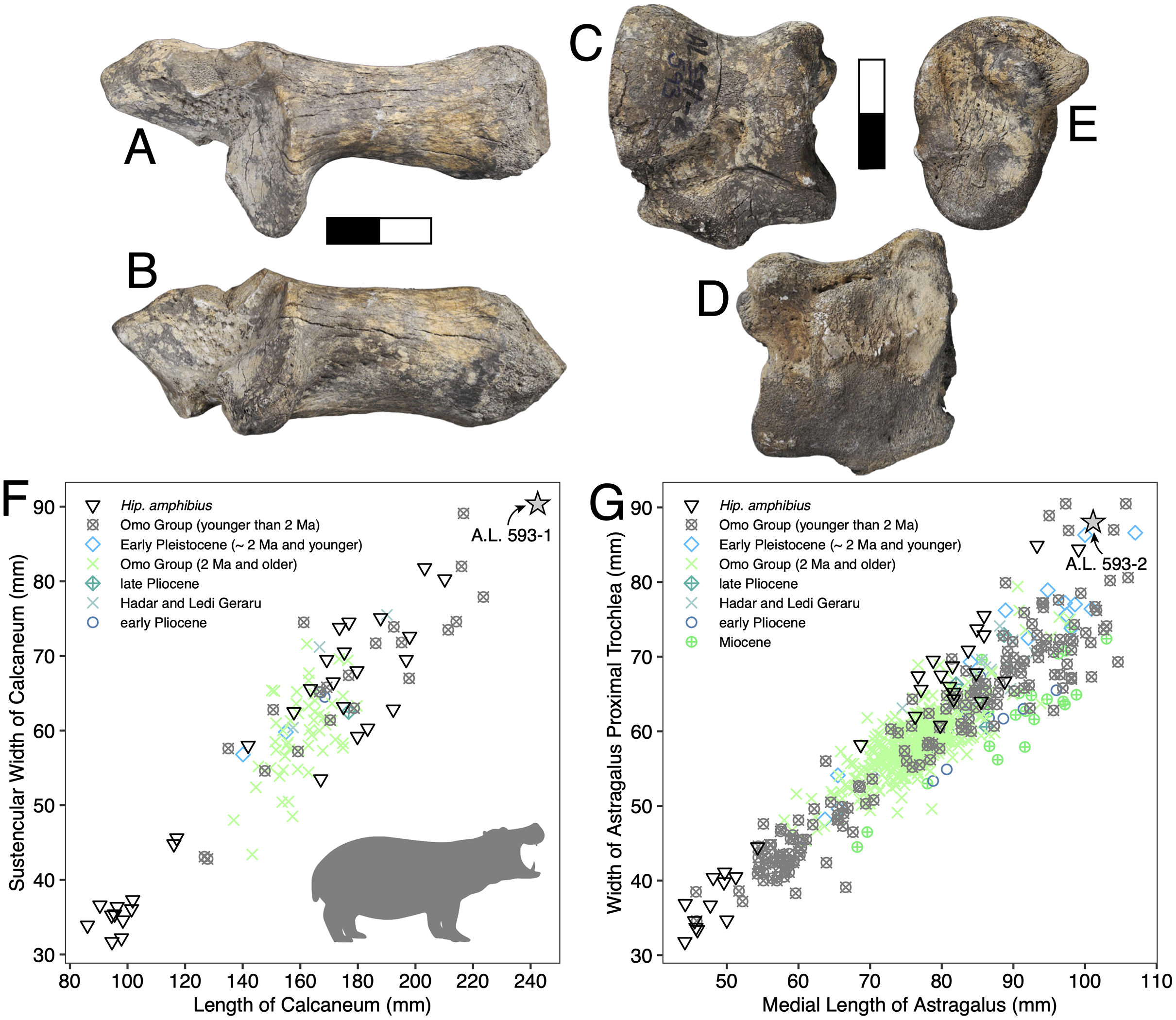 Early Pleistocene large mammals from Maka'amitalu, Hadar, lower Awash  Valley, Ethiopia [PeerJ]