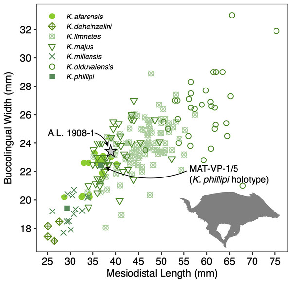 Scatterplot of Kolpochoerus M3 mesiodistal lengths and buccolingual widths.