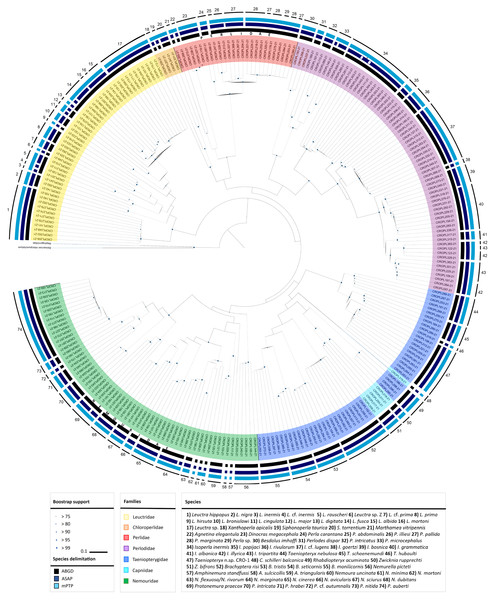 Circular maximum-likelihood (ML) phylogram from analysis of the released dataset and results of species delineation methods.