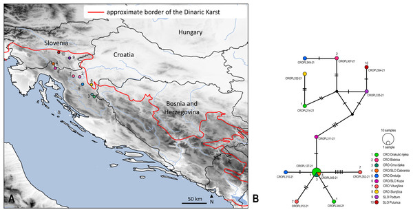 Sampling sites and median-joining network of 658 bp long Isoperla cf. lugens COI sequences.