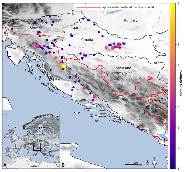 Geographical location of the studied stonefly species.