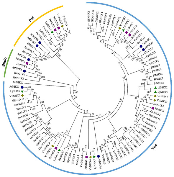 Phylogenetic tree of the NHX proteins.