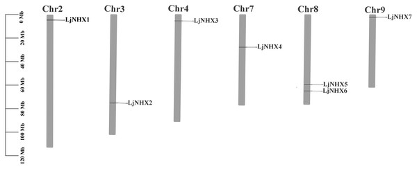 Physical mapping of honeysuckle NHX genes.