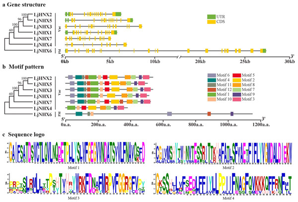 Phylogenetic relationships, gene structure and motif pattern of LjNHXs.
