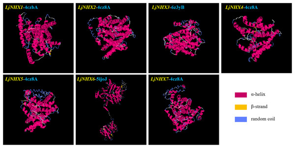 The tertiary structure of seven LjNHX proteins.