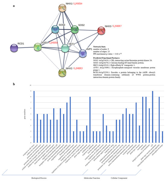 Protein-protein interaction (PPI) prediction of LjNHXs.