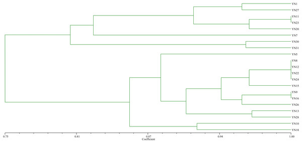 Dendrogram of the BOX-A1R PCR fingerprints of 21 isolates trapped by soybean from the nickel mine soil collected in Xichang, Sichuan Province, China.