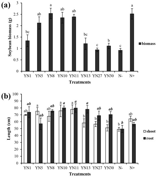 Biomass (A) and shoot and root lengths (B) of soybean plants inoculated with isolates trapped from the nickel mine soil collected in Xichang, Sichuan Province, China.