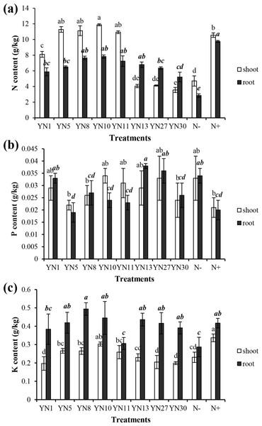 Nitrogen (A), phosphorus (B) and potassium (C) contents in the shoots and roots of soybean plants inoculated with the isolates trapped from the nickel mine soil collected in Xichang, Sichuan Province, China.
