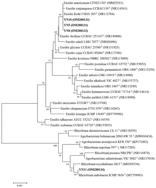 16S rRNA gene phylogeny of the soybean symbiotic isolates from the nickel mine soil collected in Xichang, Sichuan Province, China (in bold), and reference strains.