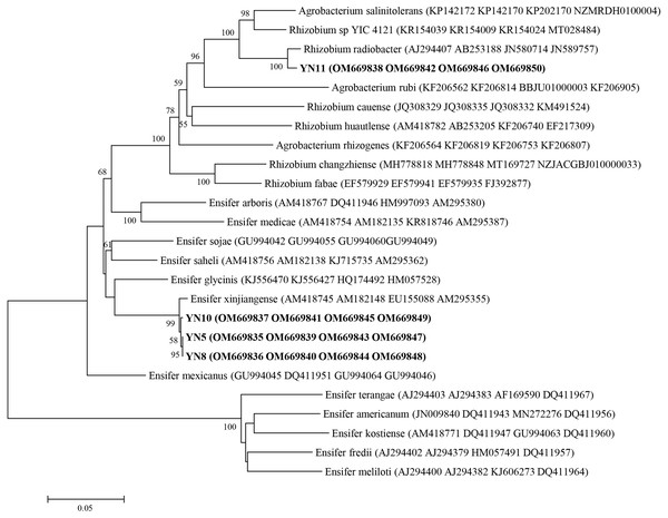 Multilocus sequence analysis (MLSA) of the soybean symbiotic isolates from the nickel mine soil collected in Xichang, Sichuan Province, China (in bold), and reference strains.
