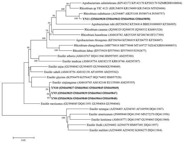 nifH phylogeny of the soybean symbiotic isolates from the nickel mine soil collected at Xichang, Sichuan Province, China (in bold), and reference strains.