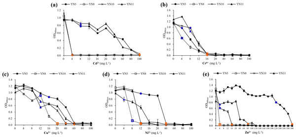 The growth of the soybean symbiotic isolates from the nickel mine soil collected in Xichang, Sichuan Province, China, at increasing concentrations of Cd2+ (A), Cr6+ (B), Cu2+ (C), Ni2+ (D), and (E) Zn2+.