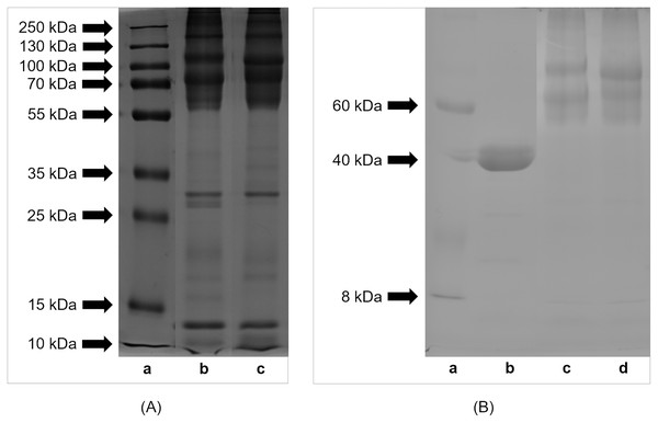 SDS-PAGE profile of (A) proteins and (B) glycoproteins isolated from eggs of Helix aspersa maxima and Helix aspersa aspersa.