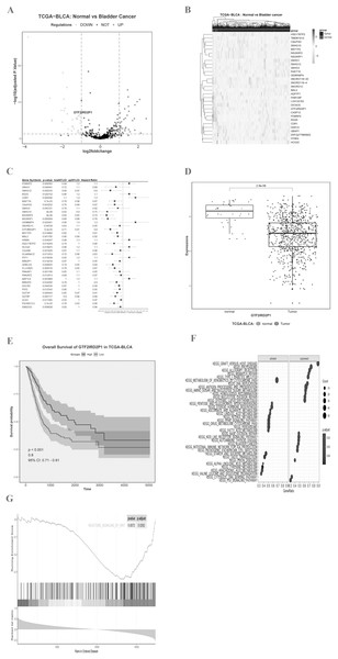 Identification of key BCa lncRNAs based on the TCGA and its analysis of pathway enrichment based on the KEGG and GSEA.