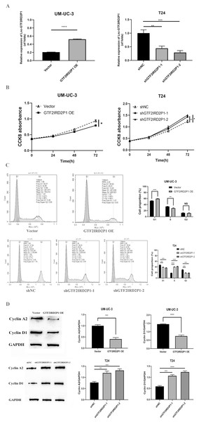 Effect of GTF2IRD2P1 on proliferation and cell cycle of BCa cells by in vitro assay.