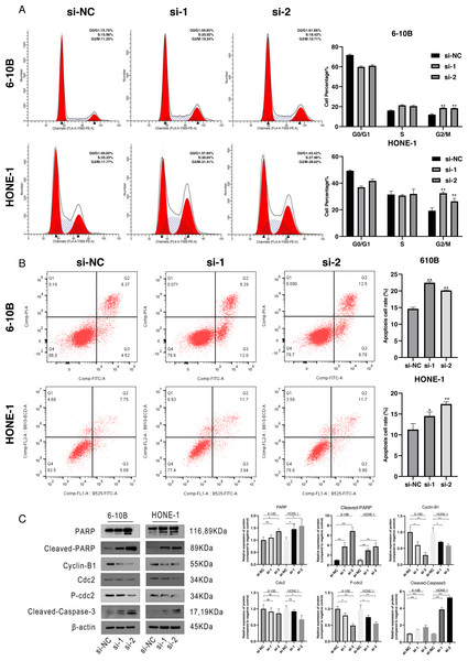 Cell cycle arrest and cell apoptosis were induced by silencing of SPRY4-IT1.