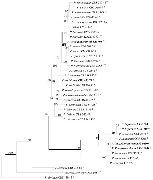 ML phylogram inferred from partial BenA-CaM-Rpb2 sequences.