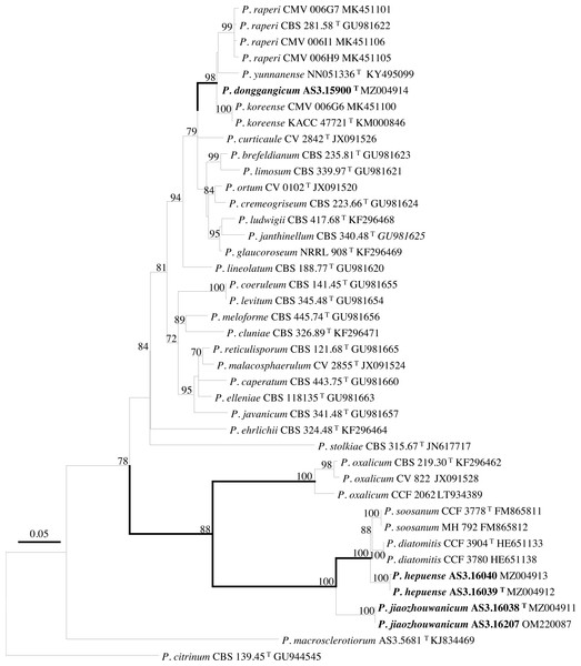 ML phylogram inferred from partial BenA sequences.