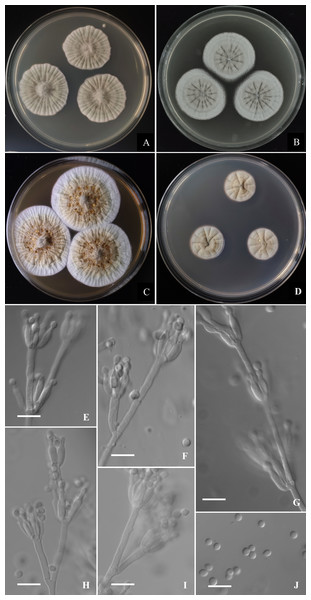 Morphological characters of Penicillium donggangicum AS3.15900 T incubated at 25 °C for 7 days.